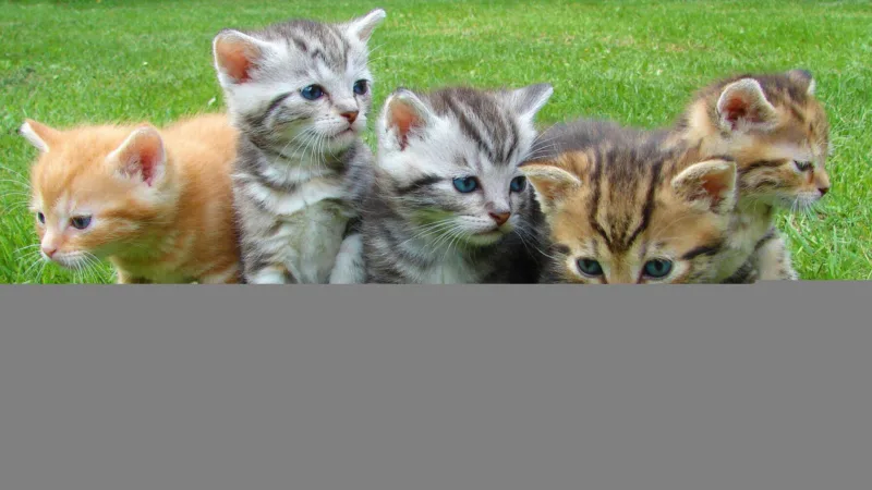 WordPress 5.8图像编辑工具新增双色调滤镜支持-极客小站